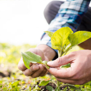 AGROQUIMICOS